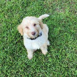 Mr Black - Cream male Goldendoodle puppy in Cumming, Georgia from Chattahoochee Kennels