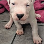 Girl 1 - Dogo Argentino puppy in Pueblo, Colorado from Palace Guard Dogos