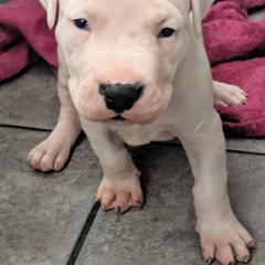 Girl 1 - Dogo Argentino puppy in Pueblo, Colorado from Palace Guard Dogos
