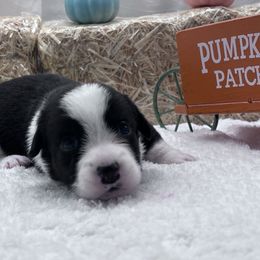 Boogi - Black and white male Cardigan Welsh Corgi puppy in Crystal River, Florida from Coopers Korner