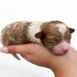 Rocky - Blenheim male Cavapoo puppy in London, Kentucky from Blue Meadow Puppies