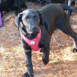 "Even at 4 Months" Labrador Retriever All Grown Up from Best Kept Labs