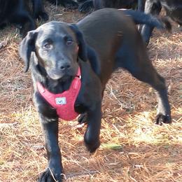 "Even at 4 Months" Labrador Retriever All Grown Up from Best Kept Labs