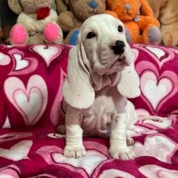Betty White - Lemon and white female Basset Hound puppy in Pilot Mtn, North Carolina from Lowdown Love Basset Hounds