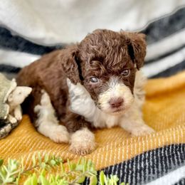 Ruby - Brown and white female Aussiedoodle puppy in Eastman, Georgia from Dood B Ranch
