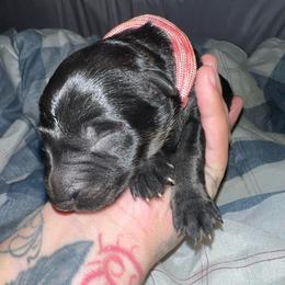 Pink Collar Bicolor Female - Avril - Bi-color female German Shepherd puppy in Adelanto, California from Würdighaus Kennels
