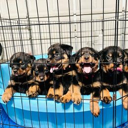 Rottweiler Puppies from Inexorable Haus Early Rotts