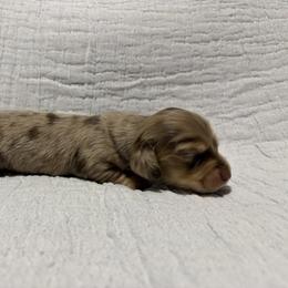 Dachshund Puppies from Oscar Meyer’s Weenies