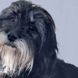 Ebby - Lhasa Apso