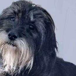 Ebby - Lhasa Apso