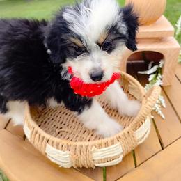 Canalope Aussiedoodle in Harrisonburg Va - Black tri-color female Aussiedoodle puppy in Harrisonburg, Virginia from Curlytail Doodles