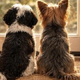 Shih Tzus, Shorkies, and Yorkshire Terriers from Taylors Tiny Tails Co.