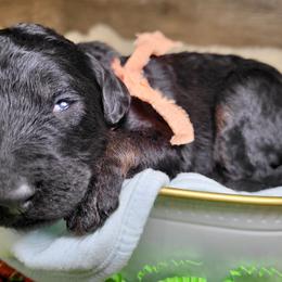 Tina - Black female Goldendoodle puppy in Woodburn, Indiana from DNLS Doodle Puppies