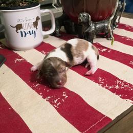 Dasher - Dapple male Dachshund puppy in Castalia, North Carolina from Short Stuff Doxies
