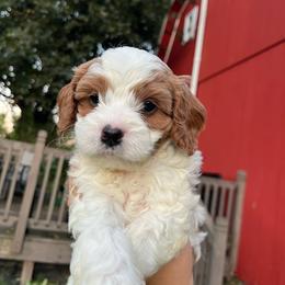 Ghost - Blenheim male Cavapoo puppy in Bloomfield, New York from Campbell Cavapoos