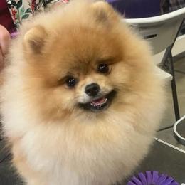 Uppity - Pomeranian