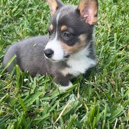 Luci - Pembroke Welsh Corgi puppy from Gulf Coast Corgis