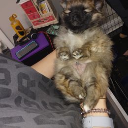 Pomeranian Puppies from Lovingood Farms