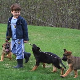 German Shepherd Puppies from Select Shepherds