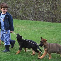 German Shepherd Puppies from Select Shepherds