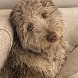 Aussiedoodle All Grown Up from Aspen Mountain Doodles LLC