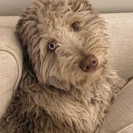 Aussiedoodle All Grown Up from Aspen Mountain Doodles LLC