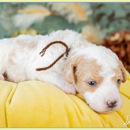 Daniela - Red Bernedoodle puppy in Connersville, Indiana from Deaz Doodle Ranch
