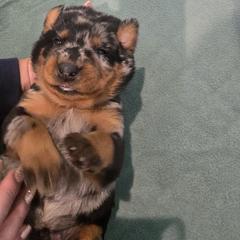 Blue - Harlequin male Beauceron puppy in Batavia, New York from Oakland Beaucerons