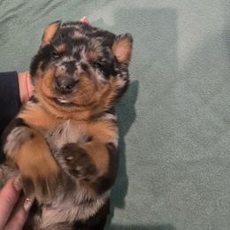 Blue - Harlequin male Beauceron puppy in Batavia, New York from Oakland Beaucerons