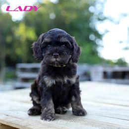 Lady - Brown and tan female Cockapoo puppy in Canastota, New York from Silver City Cockapoos
