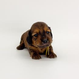 Cypress - Red male Dachshund puppy in Waddell, Arizona from Neu Doxies