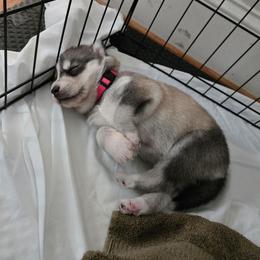 Girl 1 PINK RESERVED - Gray and white female Siberian Husky puppy in Canton, Georgia from Mayhemhuskies
