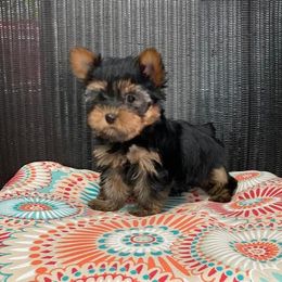 Max - Yorkshire Terrier