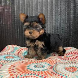 Max - Yorkshire Terrier