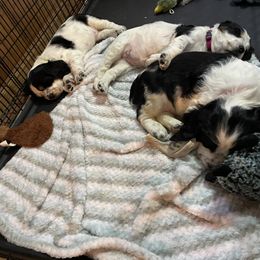 English Springer Spaniel Puppies from Cedar Ridge Kennels