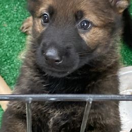 German Shepherd Puppies from Maska Honi Working German Shepherds