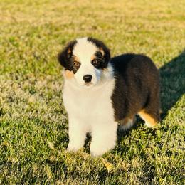 Everett - Black tri-color male Australian Shepherd puppy in Fountaintown, Indiana from Timber Run Aussies