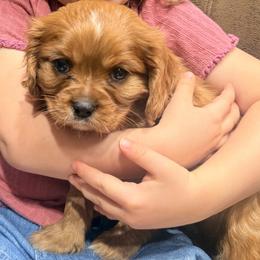 Frank - Ruby male Cavalier King Charles Spaniel puppy in Acworth, Georgia from Cumberland Cavaliers