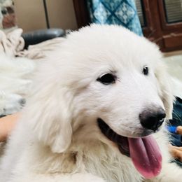 We currently have 1 girl - White female Great Pyrenees puppy in Milton Freewater, Oregon from Polar Light Great Pyrenees