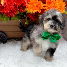Marty - Merle male Bernedoodle puppy in Statesville, North Carolina from Doodle Babies