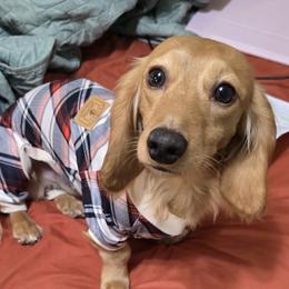 Thor - Dachshund