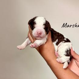 Marshmallow - Brown and white male Bernedoodle puppy in Pennsylvania from Bells Bernedoodles