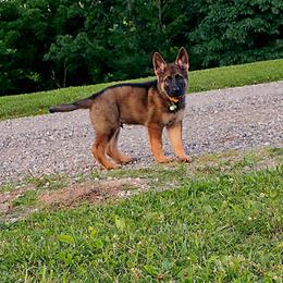 Male 1 - Sable male German Shepherd puppy in Ann Arbor, Michigan from Von Der Havier German Shepherds