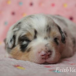Australian Shepherd Puppies from Faith Valley Australian Shepherds