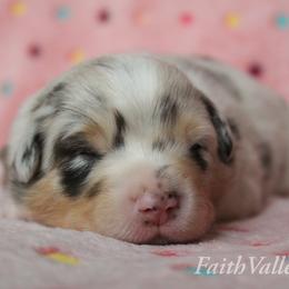 Australian Shepherd Puppies from Faith Valley Australian Shepherds
