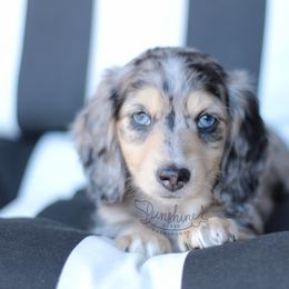 Dachshund Puppies from Sunshine Acres Dachshunds