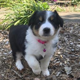 Scarlett - Black tri-color female Australian Shepherd puppy in Russellville, Kentucky from Page Family Homestead
