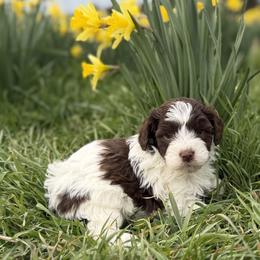 Fern - Brown and white female Bernedoodle puppy in Russellville, Arkansas from Crossgate Doodles
