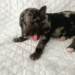 Chandler - Blue merle male Aussiedoodle puppy in Vernal, Utah from Adorable Aussiedoodles