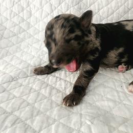 Chandler - Blue merle male Aussiedoodle puppy in Vernal, Utah from Adorable Aussiedoodles